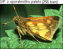 GIF fotografija v uporabniški paleti