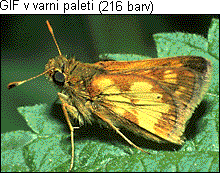 GIF fotografija v brskalniku varni paleti