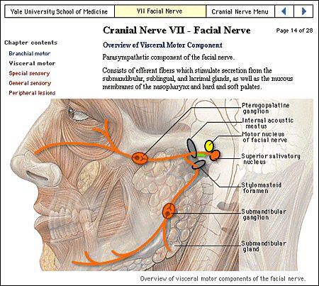 Anatomska grafika na strani Cranial Nerves