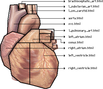 Ilustracija: slikovni zeljevid in ilustracija